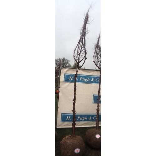 124 - Prunus  Serrula root ball 12ft - 1