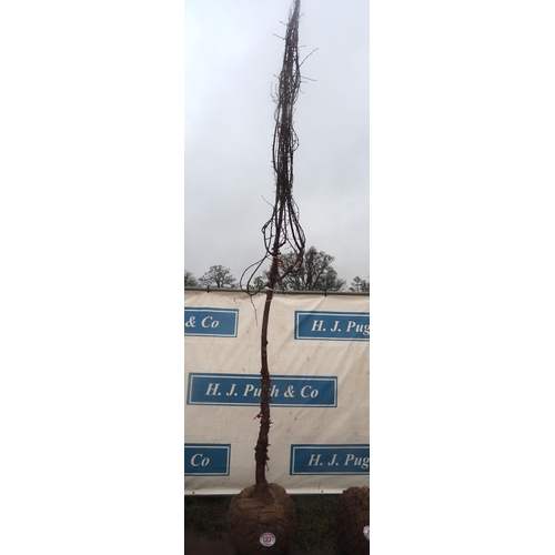 127 - Prunus  Serrula root ball 12ft - 1