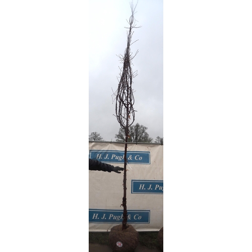 128 - Prunus  Serrula root ball 12ft - 1