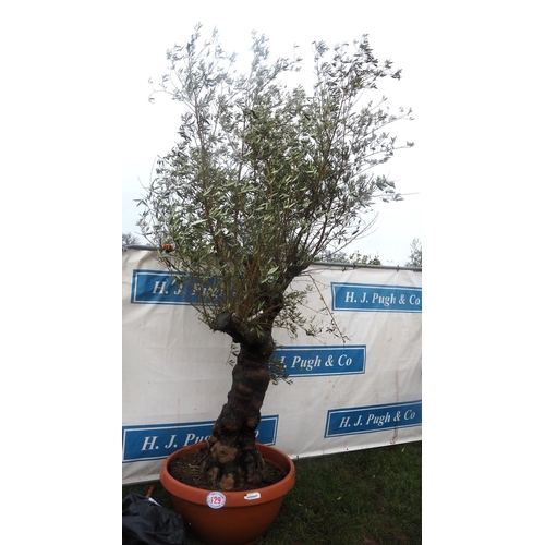 129 - Ancient Olive tree 9ft - 1