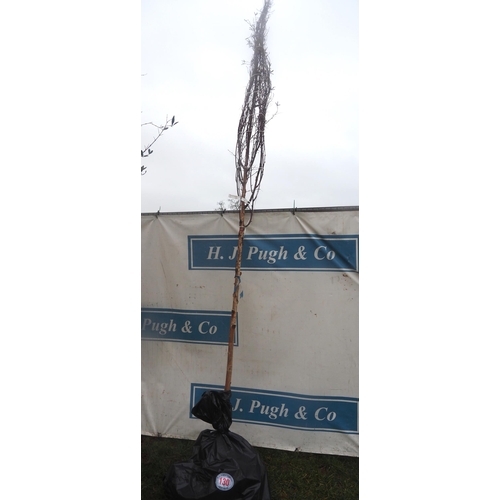 130 - Betula Fascination bare root 12ft - 1