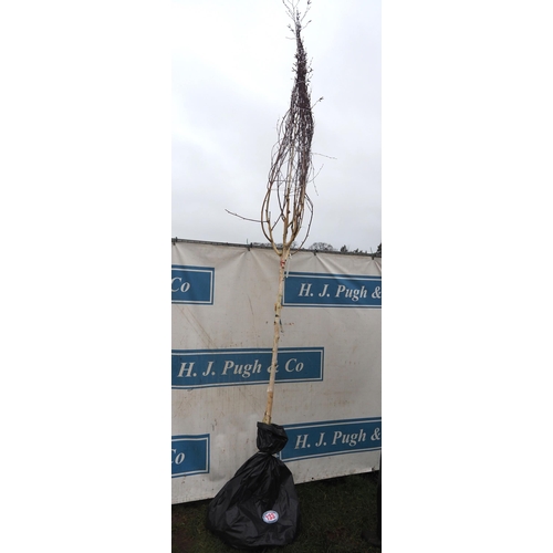 133 - Betula Snow Queen bare root 12ft - 1