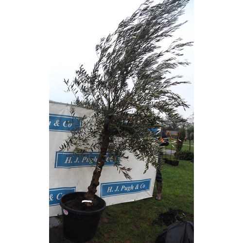 135 - Olive tree 9ft - 1