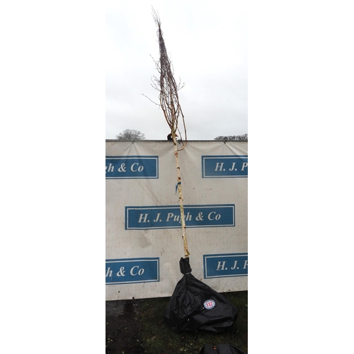 137 - Betula Snow Queen bare root 12ft - 1