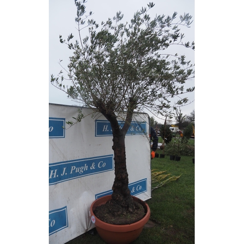 140 - Ancient Olive tree 9ft - 1