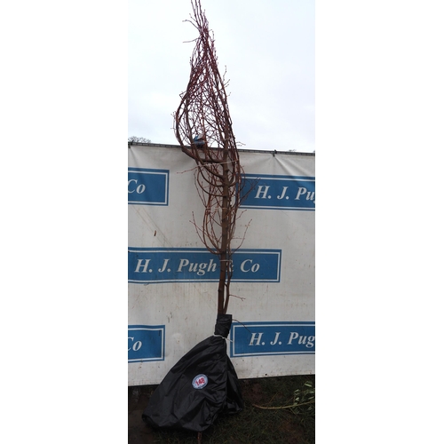 148 - Tillia Winter Orange bare root 10ft - 1