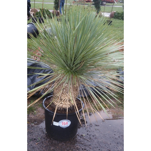 154 - Hardy Yucca Rostra 3ft - 1