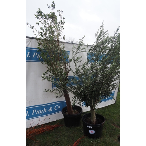 156 - Olive trees 6ft - 2