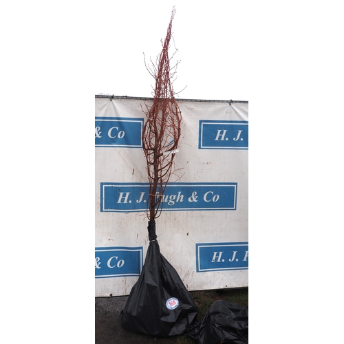 165 - Tillia Winter Orange bare root 10ft -1