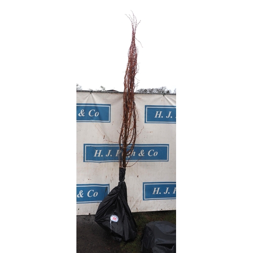 166 - Tillia Winter Orange bare root 10ft -1