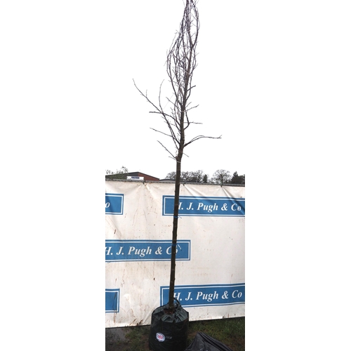 167 - Liquidambar 12ft -1