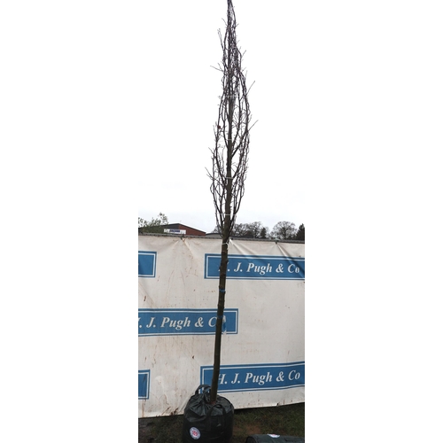 169 - Liquidambar 12ft - 1