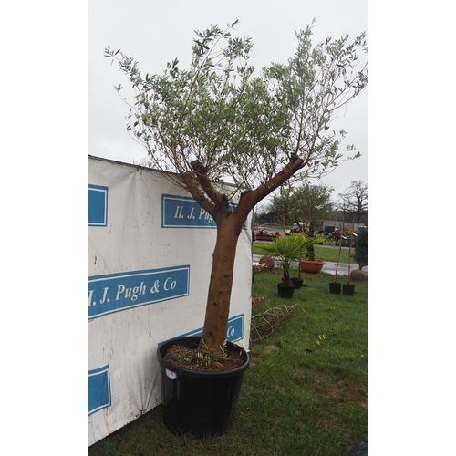 174 - Specimen Olive tree 7ft - 1