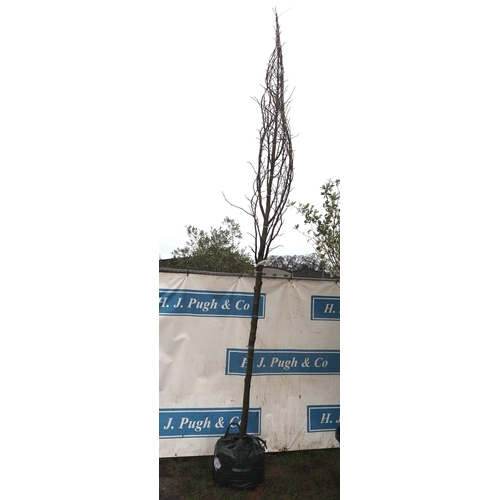 175 - Liquidambar 12ft - 1