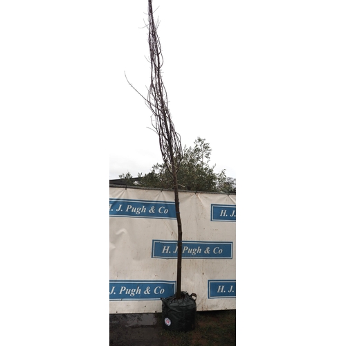 178 - Liquidambar 12ft - 1