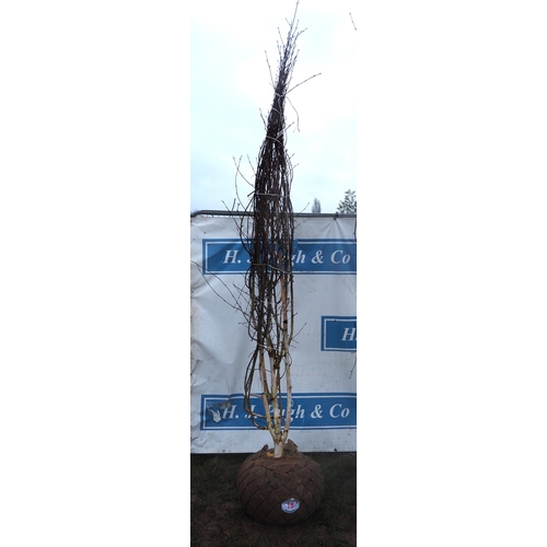 18 - Betula Jacquemontii root ball 10ft - 1