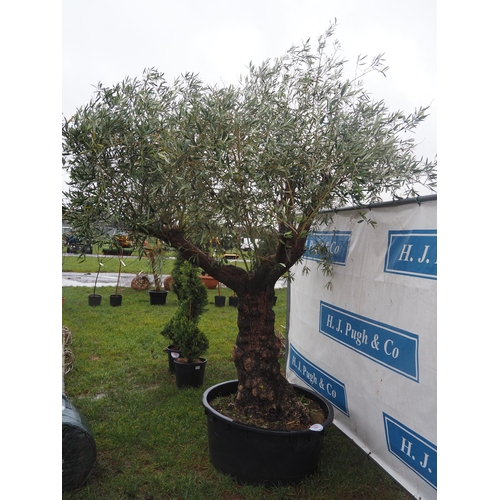 181 - Ancient Olive tree 10ft - 1