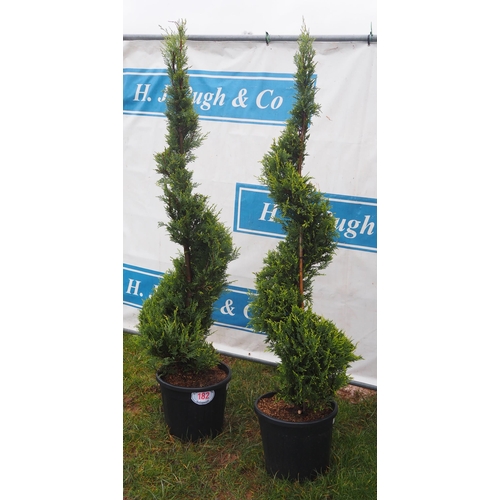 182 - Leylandii Spiral 5ft - 2