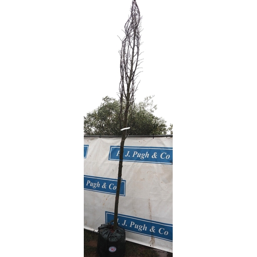 183 - Liquidambar 14ft -1