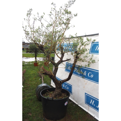 187 - Olive tree 6ft - 1