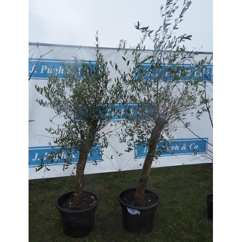 19 - Olive trees 5ft - 2