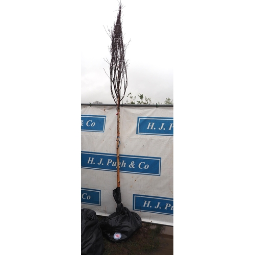 193 - Betula Fascination bare root 10ft - 1