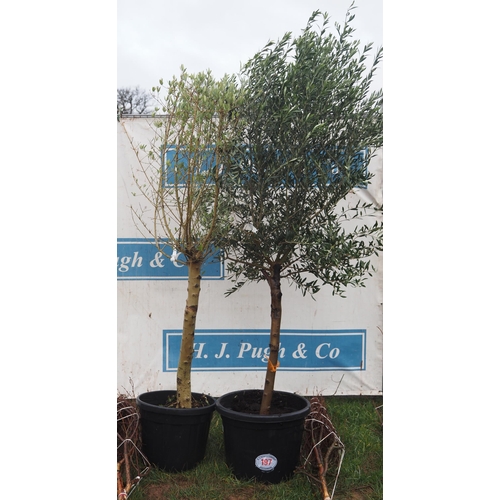 197 - Olive trees 6ft - 2