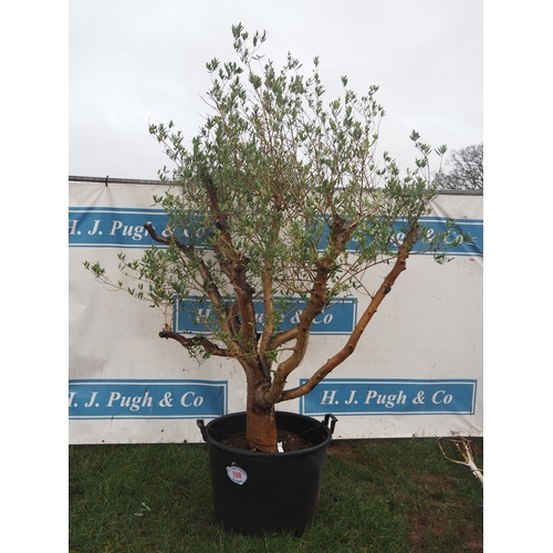 198 - Specimen Olive tree 7ft - 1