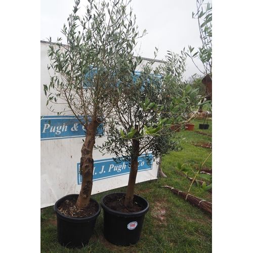 199 - Olive trees 5ft - 2