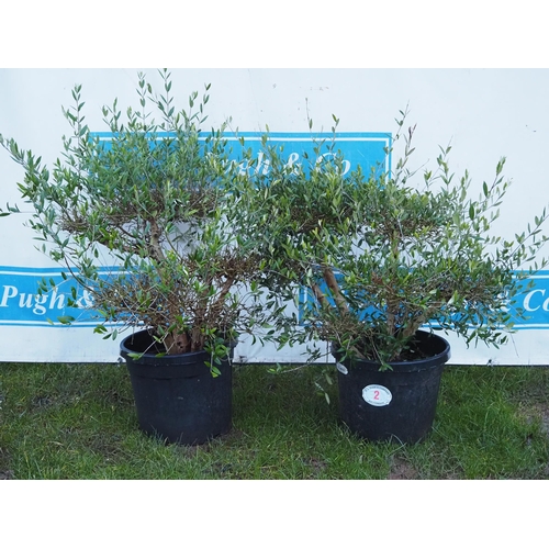 2 - Bush Olives 3ft - 2