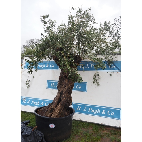 202 - Ancient Olive tree 9ft - 1