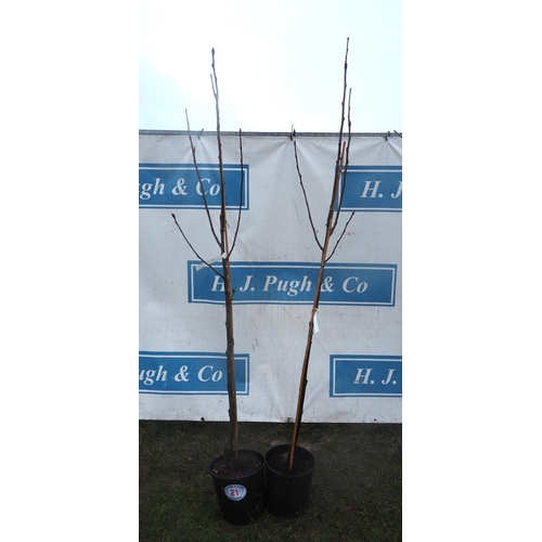 21 - Acer Brandy wine 6ft - 2