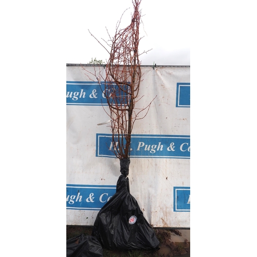 212 - Tillia Winter Orange bare root 10ft - 1