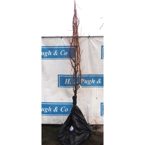 213 - Tillia Winter Orange bare root 10ft - 1