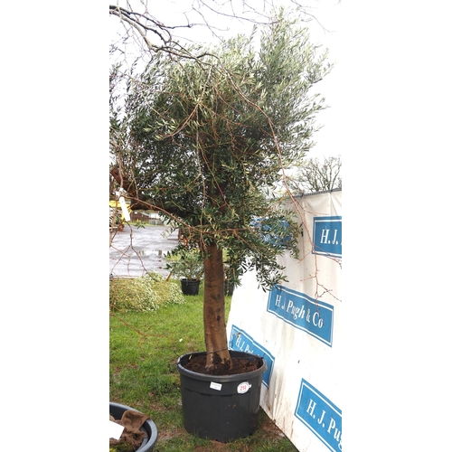 214 - Ancient Olive tree 9ft - 1