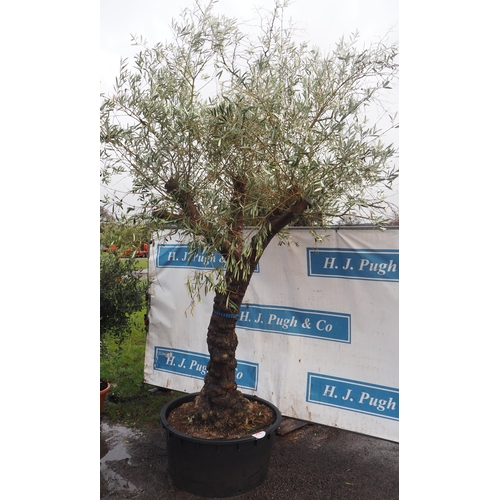 216 - Ancient Olive tree 9ft - 1