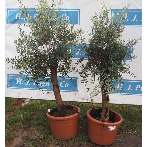 217 - Olive trees 4ft - 2