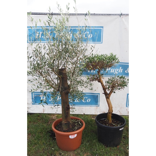 218 - Olive trees 4ft - 2