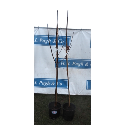 22 - Acer Crimson King 6ft - 2