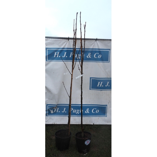 23 - Sorbus Joseph Rock 6ft - 2