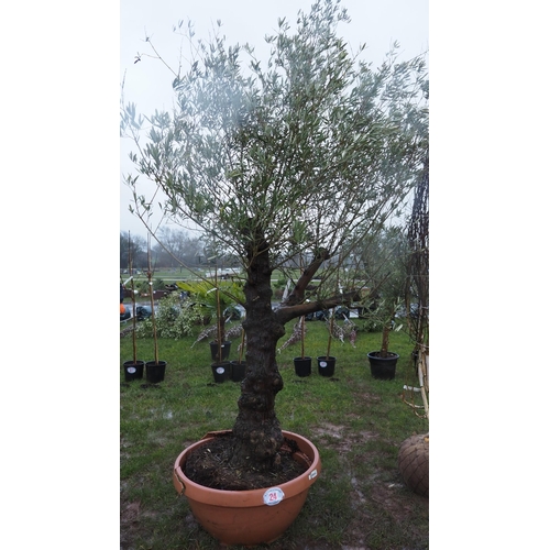 24 - Ancient Olive tree 9ft - 1