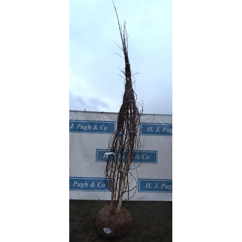 26 - Betula Jacquemontii root ball 10ft - 1