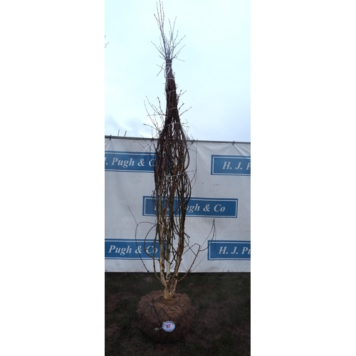 27 - Betula Jacquemontii root ball 10ft - 1