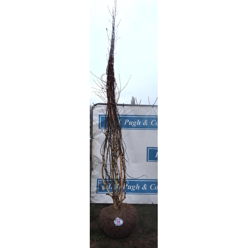 29 - Betula Jacquemontii root ball 10ft - 1