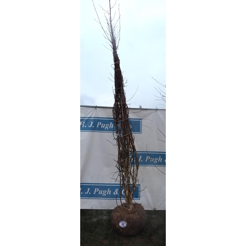 30 - Betula Jacquemontii root ball - 10ft -1