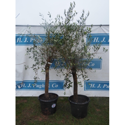 31 - Olive tree 5ft - 2