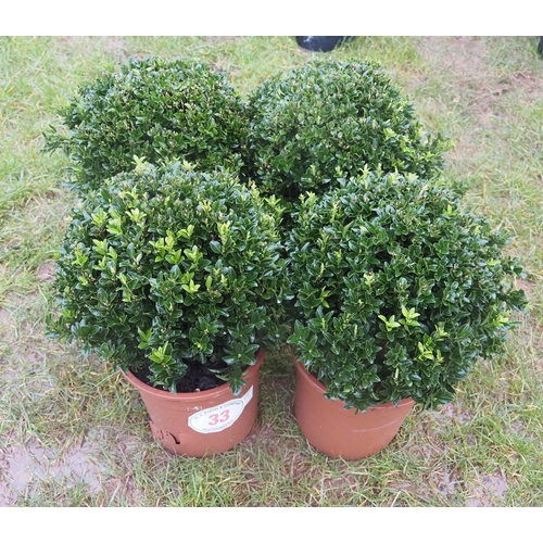 33 - Euonymus Balls - 4