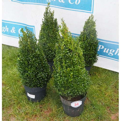 34 - Buxus pyramid 2ft - 4