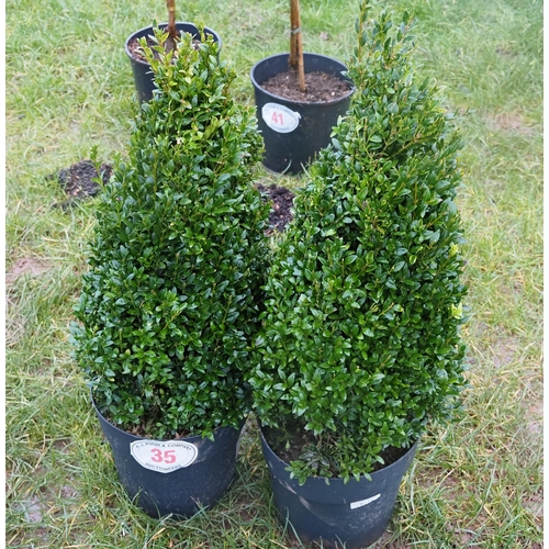 35 - Buxus pyramid 2ft - 2