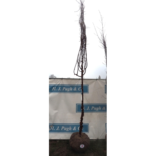 38 - Prunus Serrula root ball 12ft - 1